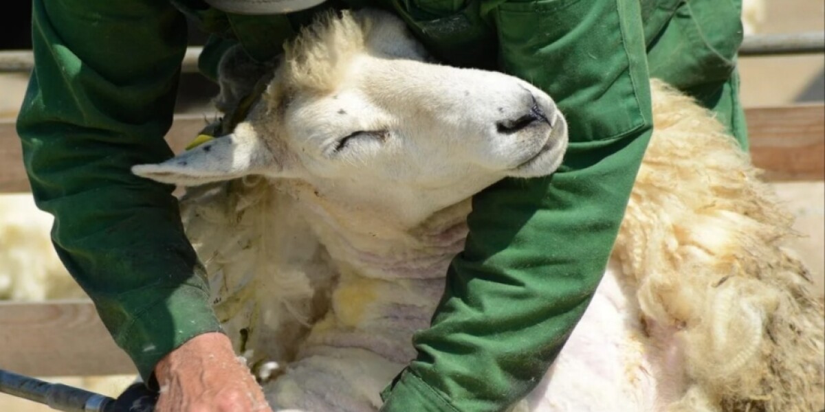 La Unión de Ganaderos Independientes presenta en Valdepeñas un proyecto para aprovechar la lana de las ovejas